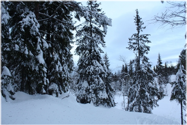 Árboles cargados de nieve Árboles cargados de nieve