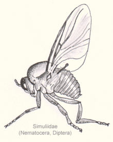 Ilustración de un knott. Fuente: Wikipedia. Ilustración de un knott. Fuente: Wikipedia.