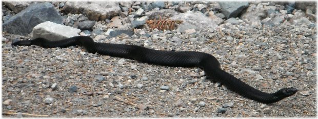 Hoggorm, la unica serpiente venenosa del país Hoggorm, la unica serpiente venenosa del país