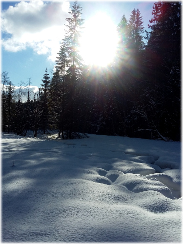 Invierno en el bosque